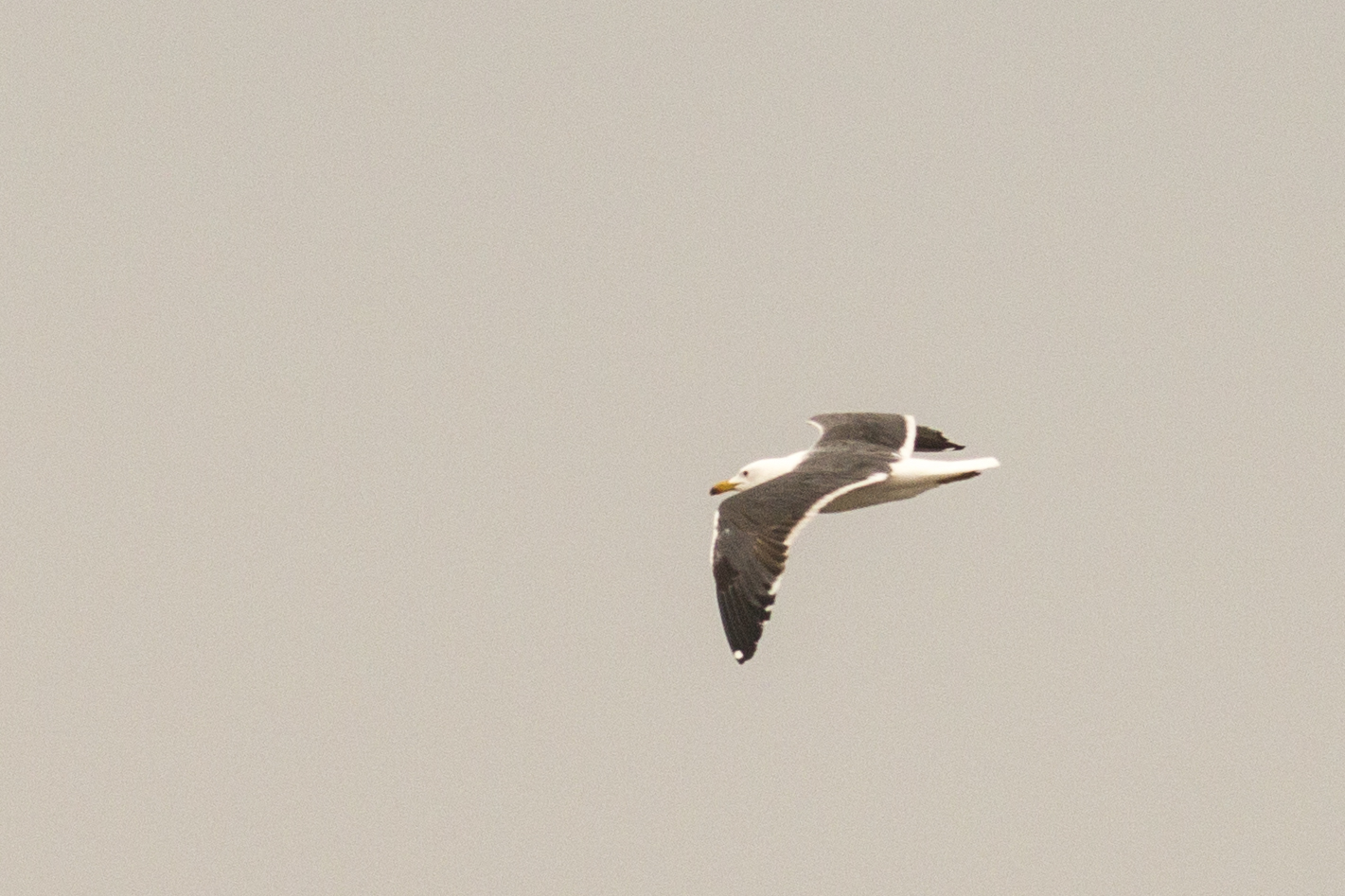 Lesser Black-backed Gull
